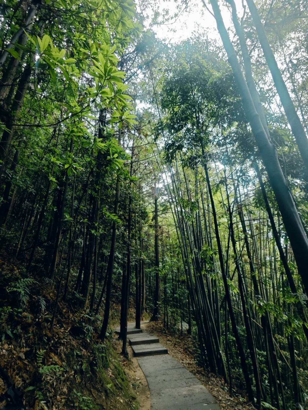 这竹林路，说走就走。⛰️_3_烦银的练习生_来自小红书网页版